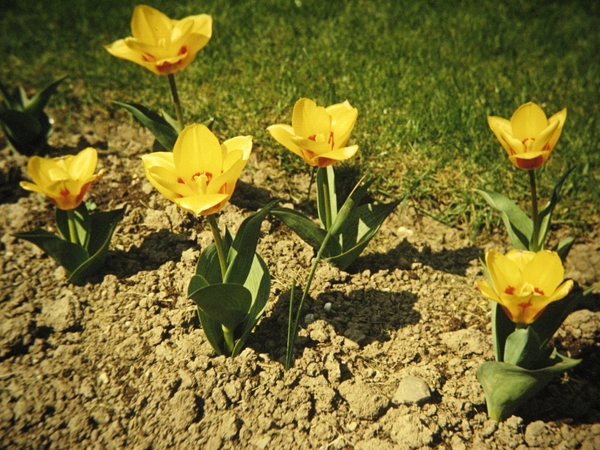 Bloemen in onze tuin in 1970