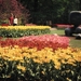 Keukenhof 1970