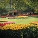 Keukenhof 1970