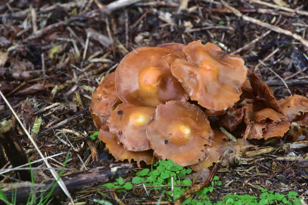 DSC_0066 (1)