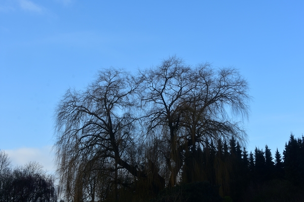 DSC_0286