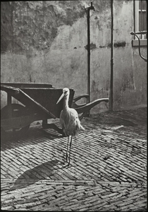 Schoolstraat met een ooievaar bij de vismarkt. Foto van ca. 1890.