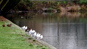 Stadspark-Roeselare,8-01-2021