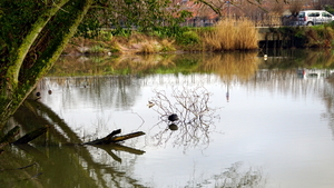 Stadspark-Roeselare,8-01-2021