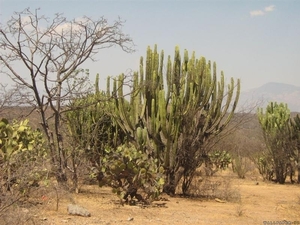landschap 219 Mexico (Medium)