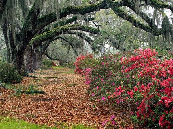 landschap 28  South Carolina (Medium)