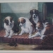 sint bernhard pups 50x70