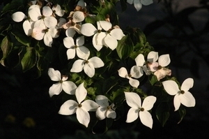 Cornus Kousa