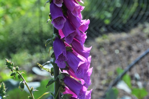 DSC_1275