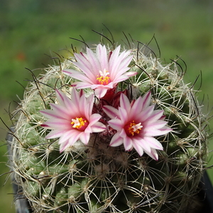 DSC09787Turbinicarpus saueri ssp. saueri