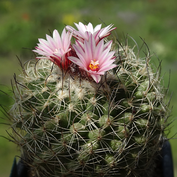 DSC09788Turbinicarpus saueri ssp. saueri