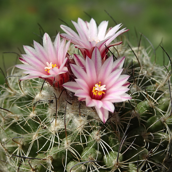 DSC09789Turbinicarpus saueri ssp. saueri