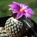 DSC09835Turbinicarpus pseudopectinatus