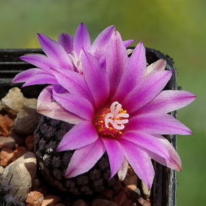 DSC09870Turbinicarpus pseudopetinatus