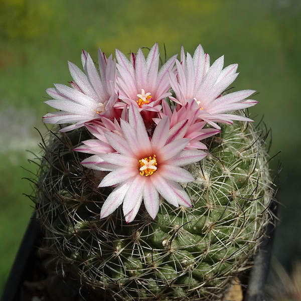 DSC09872Turbinicarpus saueri ssp. saueri