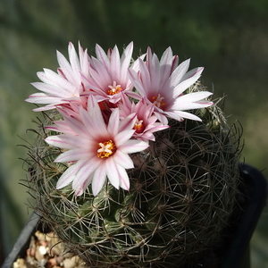 DSC09873Turbinicarpus saueri ssp. saueri