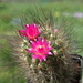 DSC09886Neoporteria villosa