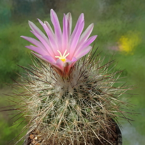 DSC09890Rapicactus beguinii sp. nova margaritae GM 1650