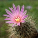 DSC09891Rapicactus beguinii sp. nova margaritae GM 1650