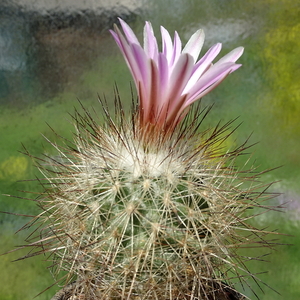 DSC09892Rapicactus beguinii sp. nova margaritae GM 1650