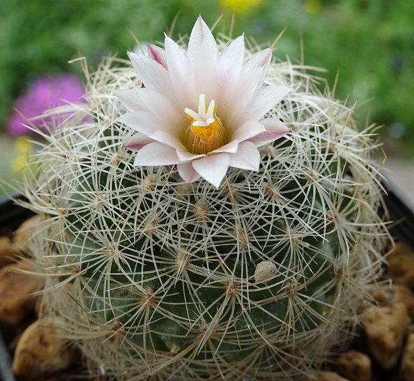 DSC09896Gymnocactus knuthianus