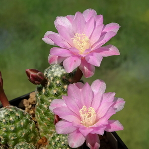 DSC09910Mammillaria saboae