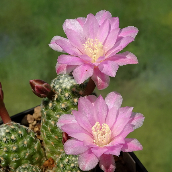 DSC09910Mammillaria saboae