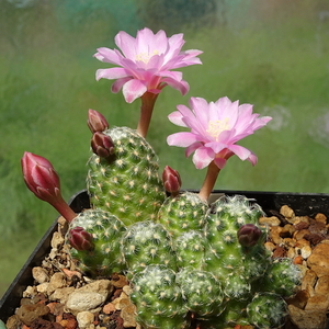 DSC09911Mammillaria saboae