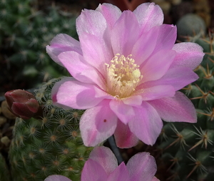 DSC09912Mammillaria saboae