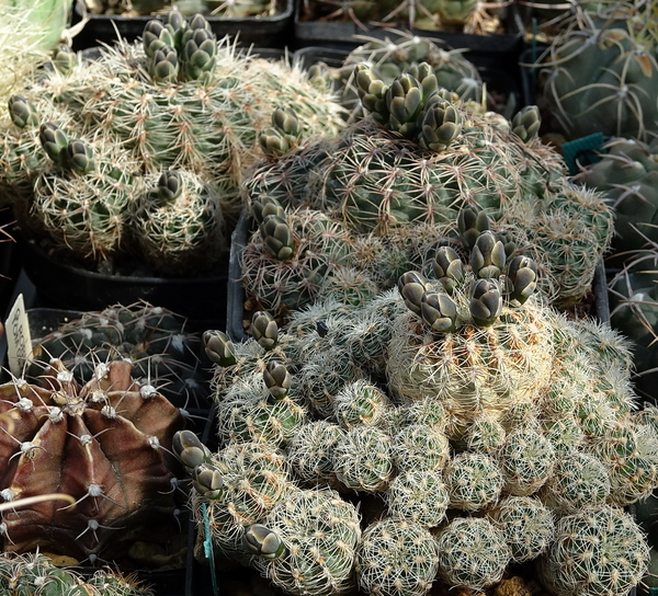 DSC09913Gymnocalycium bruchii