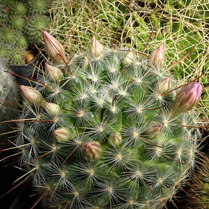 DSC09914Mammillaria longiflora