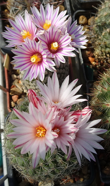 DSC09916Turbinicarpus valdezianus, Turbinicarpus saueri subsp. sa