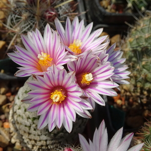 DSC09917Turbinicarpus valdezianus