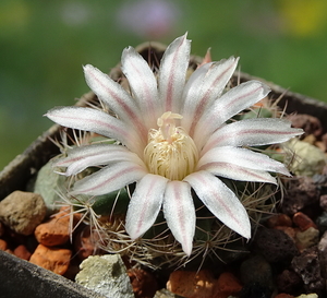 DSC09930Mammillaria coahuilensis Cuatro Milpas, SLP GM 1039