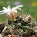 DSC09931Mammillaria coahuilensis Cuatro Milpas, SLP GM 1039