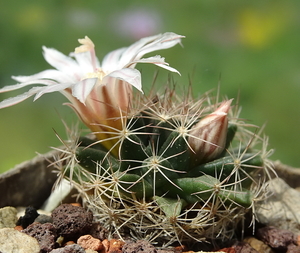 DSC09931Mammillaria coahuilensis Cuatro Milpas, SLP GM 1039