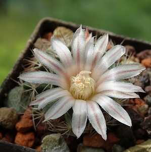 DSC09932Mammillaria coahuilensis Cuatro Milpas, SLP GM 1039