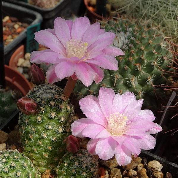 DSC09933Mammillaria saboae