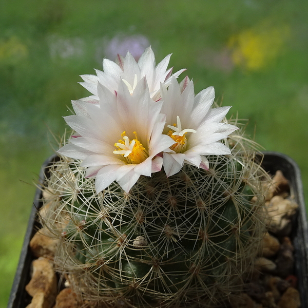 DSC09934Gymnocactus knuthianus