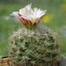 DSC09935Gymnocactus knuthianus