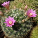 DSC09951Mammillaria longiflora