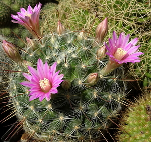 DSC09951Mammillaria longiflora