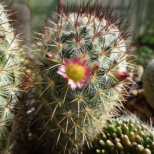 DSC09955Mammillaria microhelia