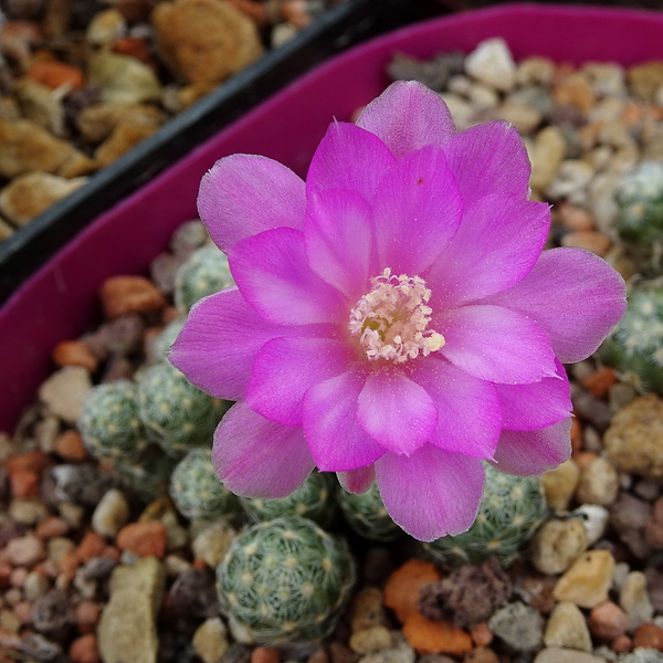 DSC09959Mammillaria saboae