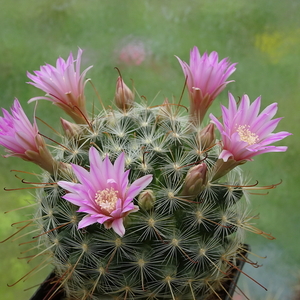 DSC09963Mammillaria longiflora