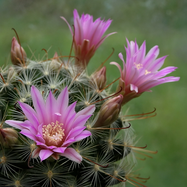 DSC09964Mammillaria longiflora