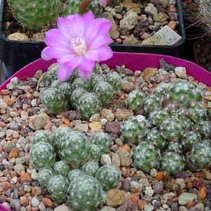 DSC09991Mammillaria saboae