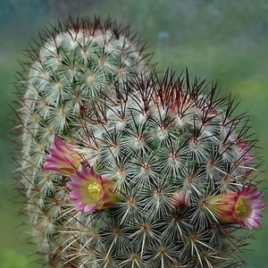 DSC00006Mammillaria microhelia