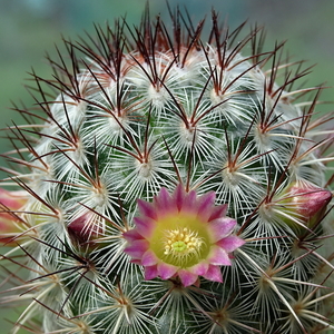 DSC00007Mammillaria microhelia