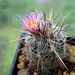 DSC00008Thelocactus lausseri